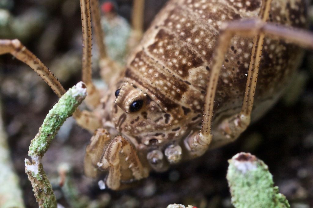 Opilione dell''Alto Adige: Rilaena triangularis (Phalangiidae)